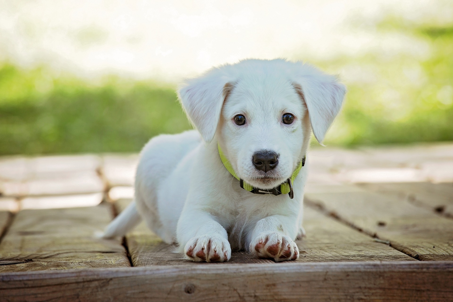 Hunden Forbedrer Vores Helbred