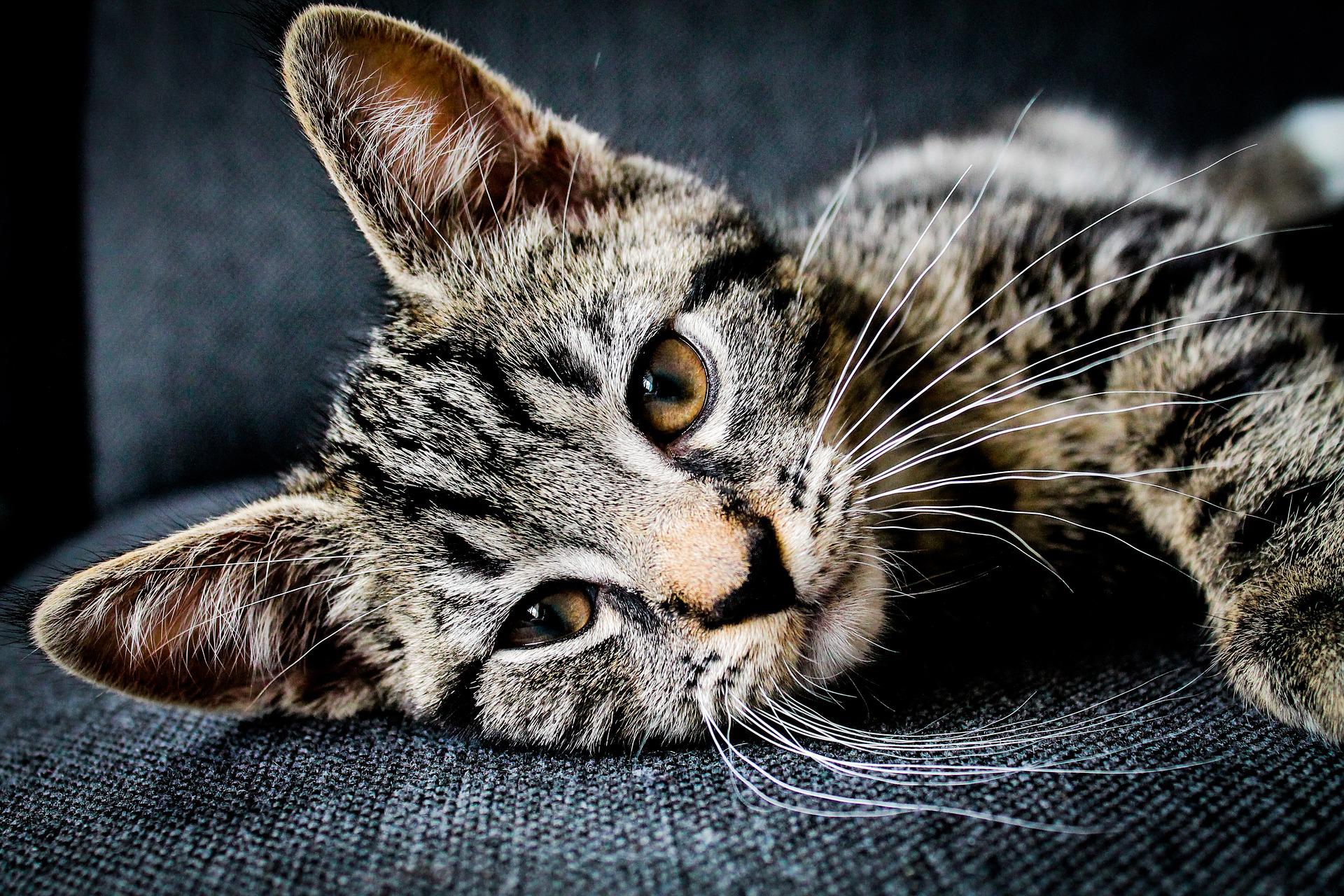 Katten Trivsel Og Sundhed
