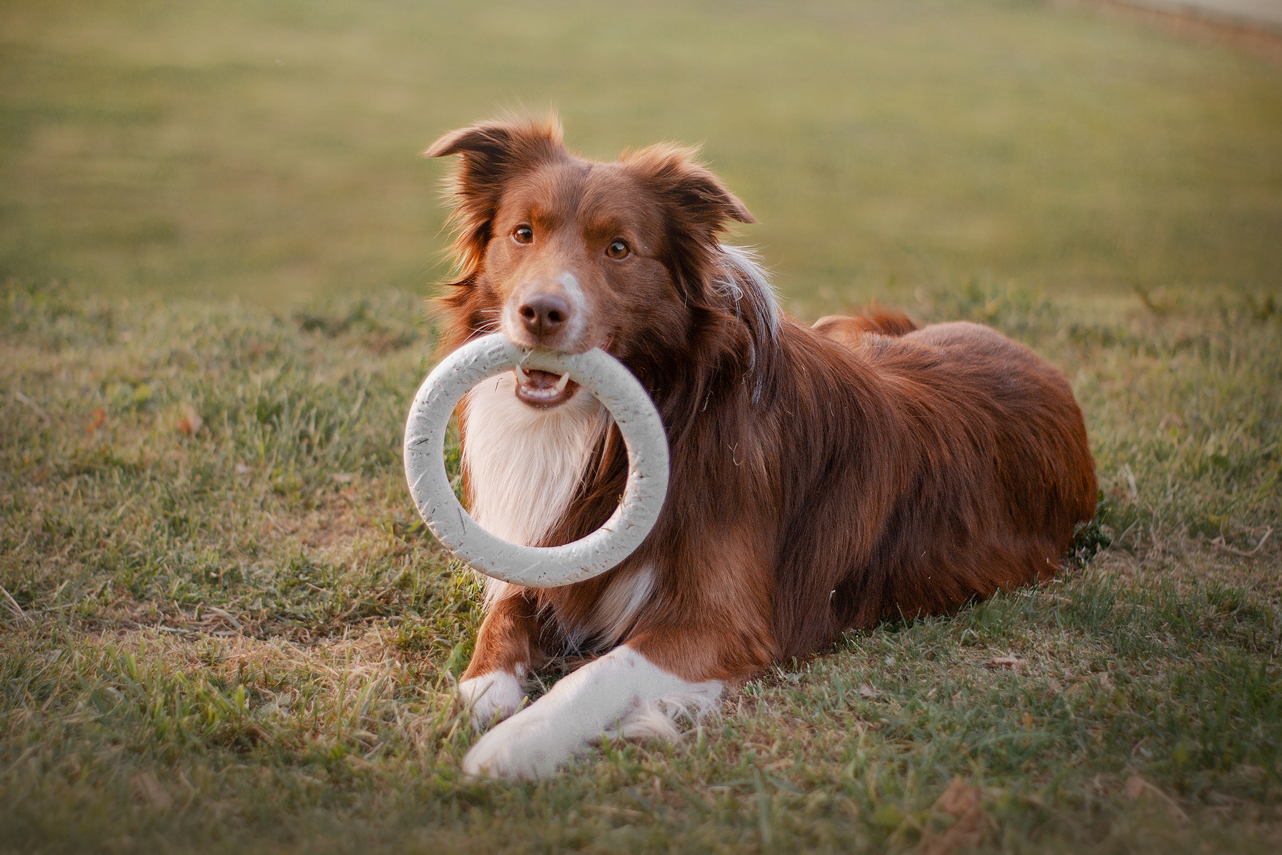 Canaan Hund
