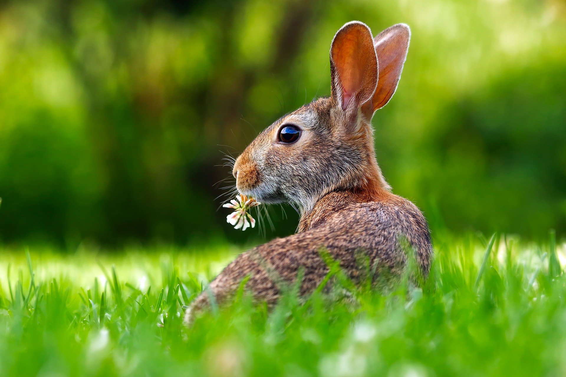 Hare