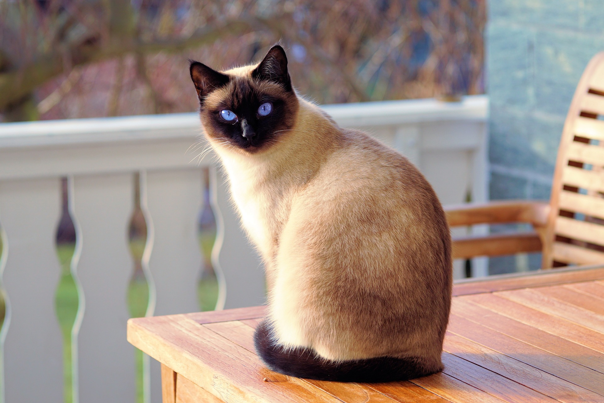 Siameserkat