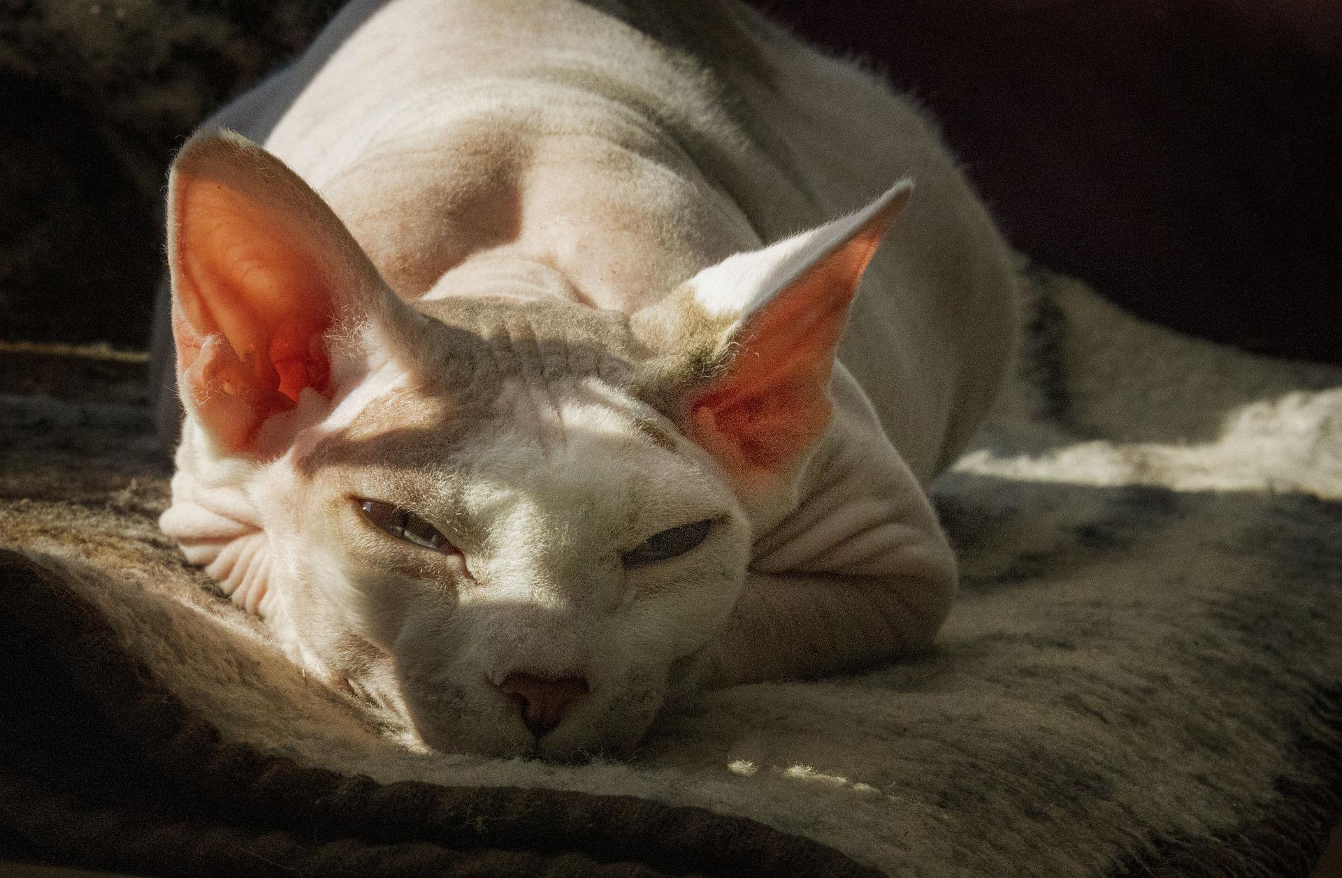 Sphynx Hårløs Kat