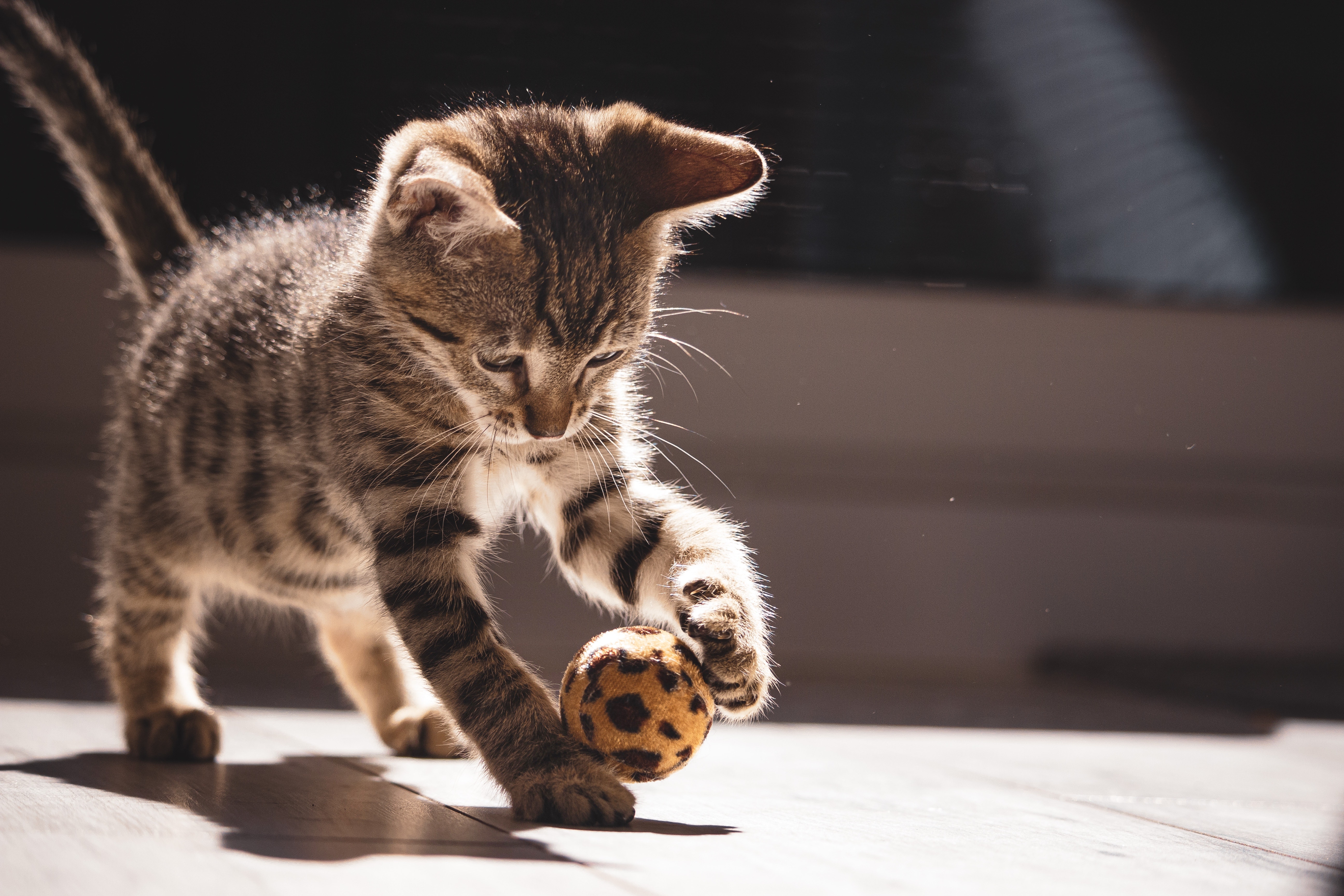 Kattekilling