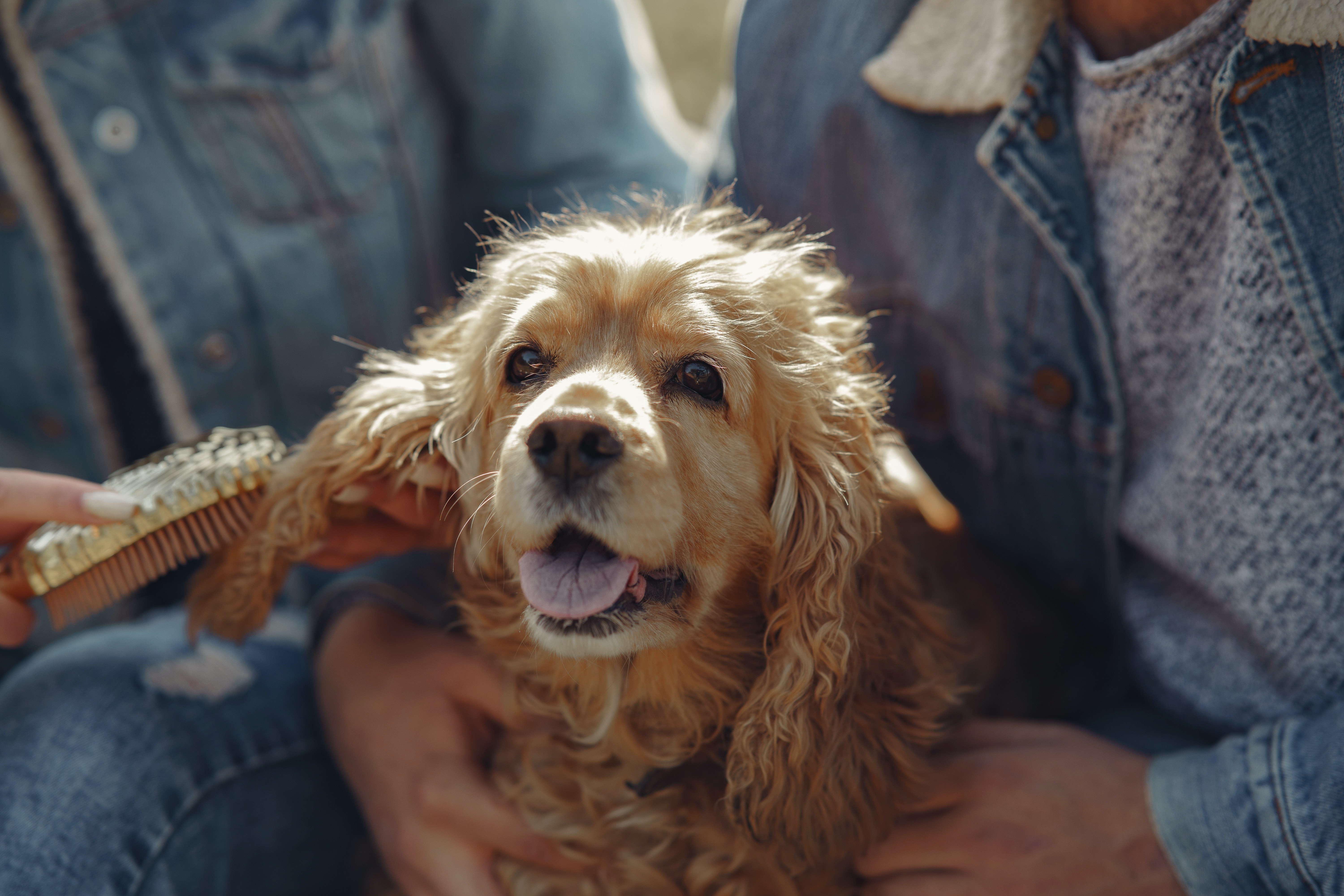 Amerikansk Cocker Spaniel