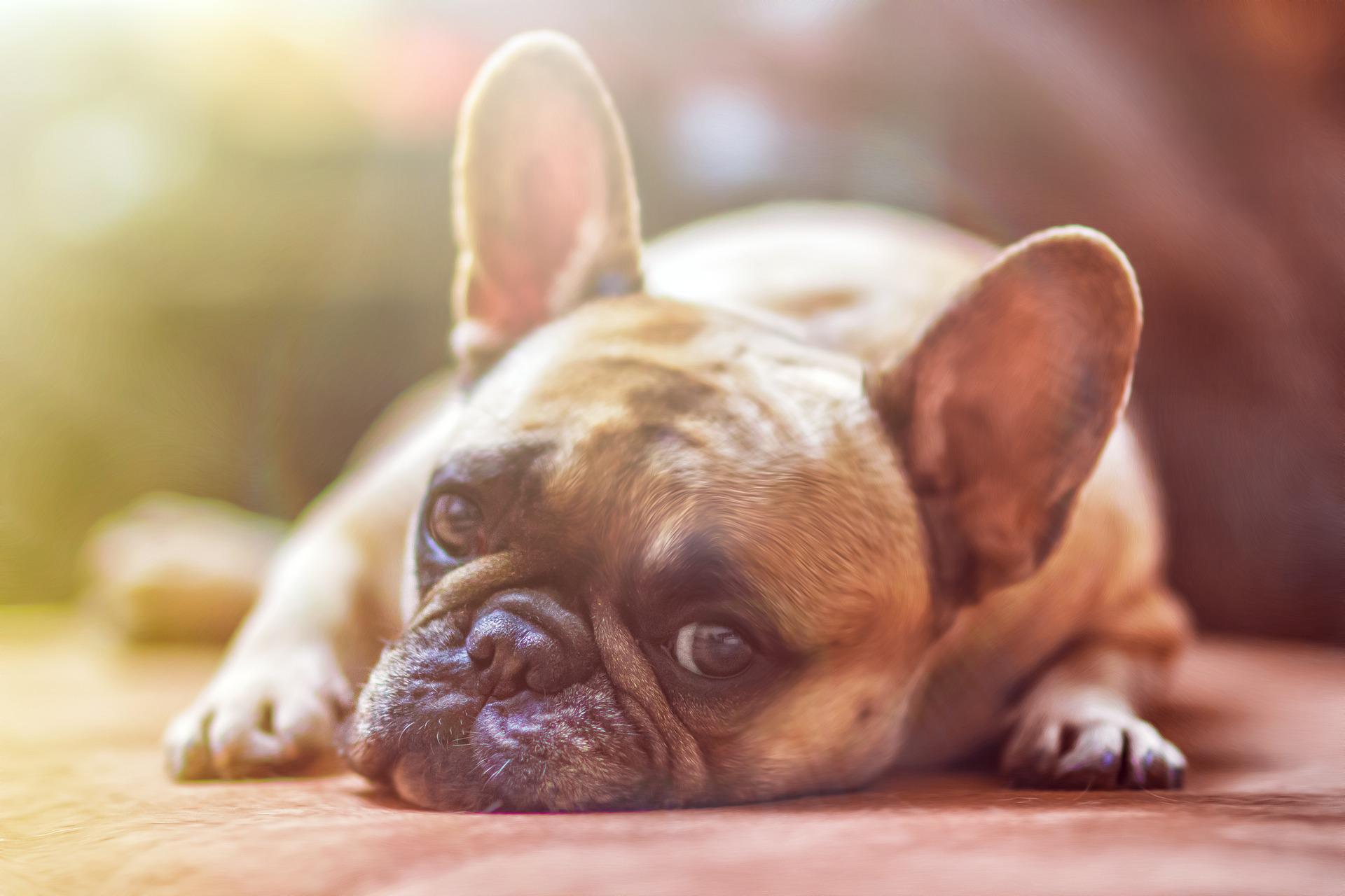 De Mest Almindelige Sygdomme Hos Hunde