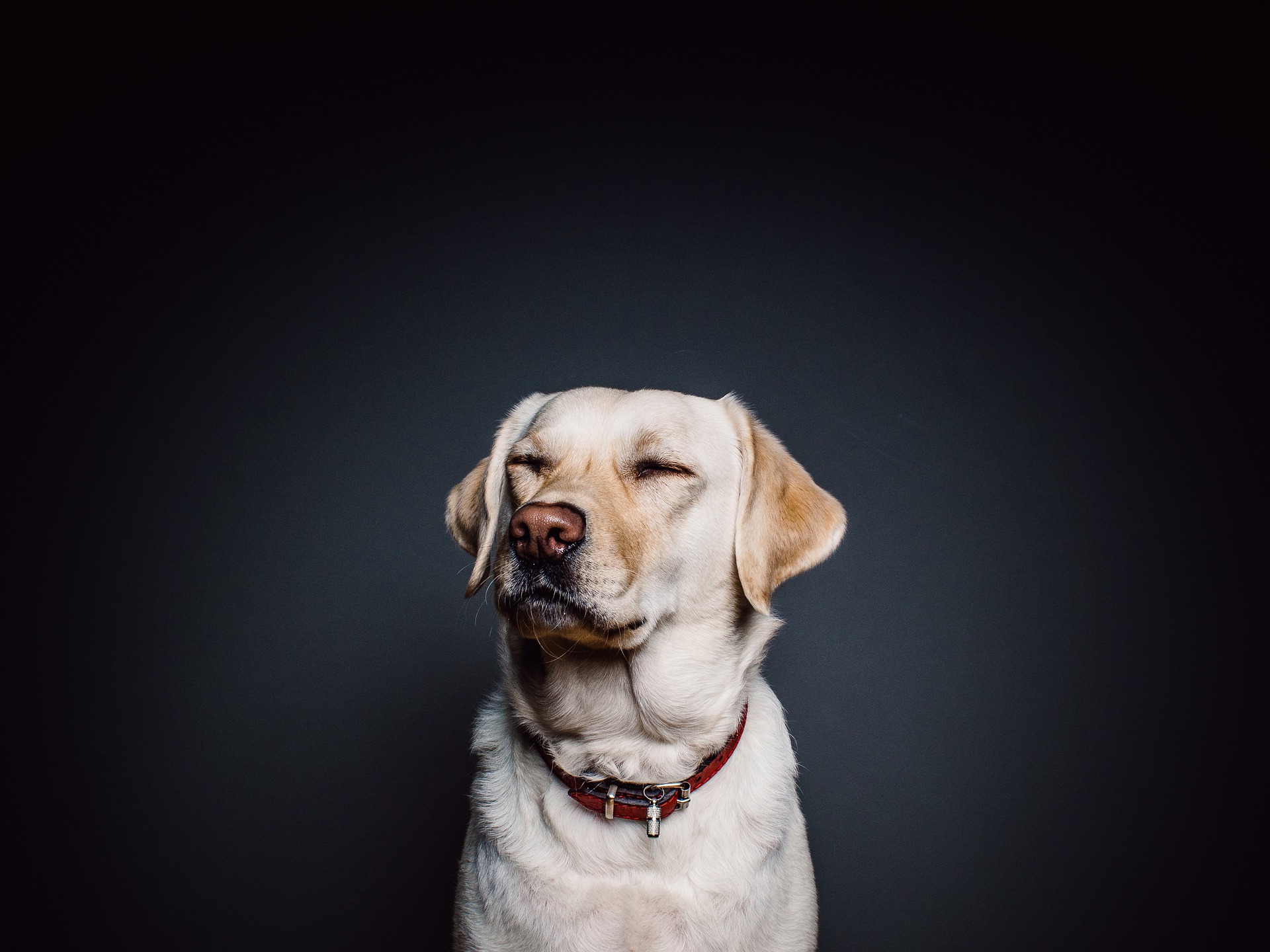 Vælg Det Rette Hundehalsbånd