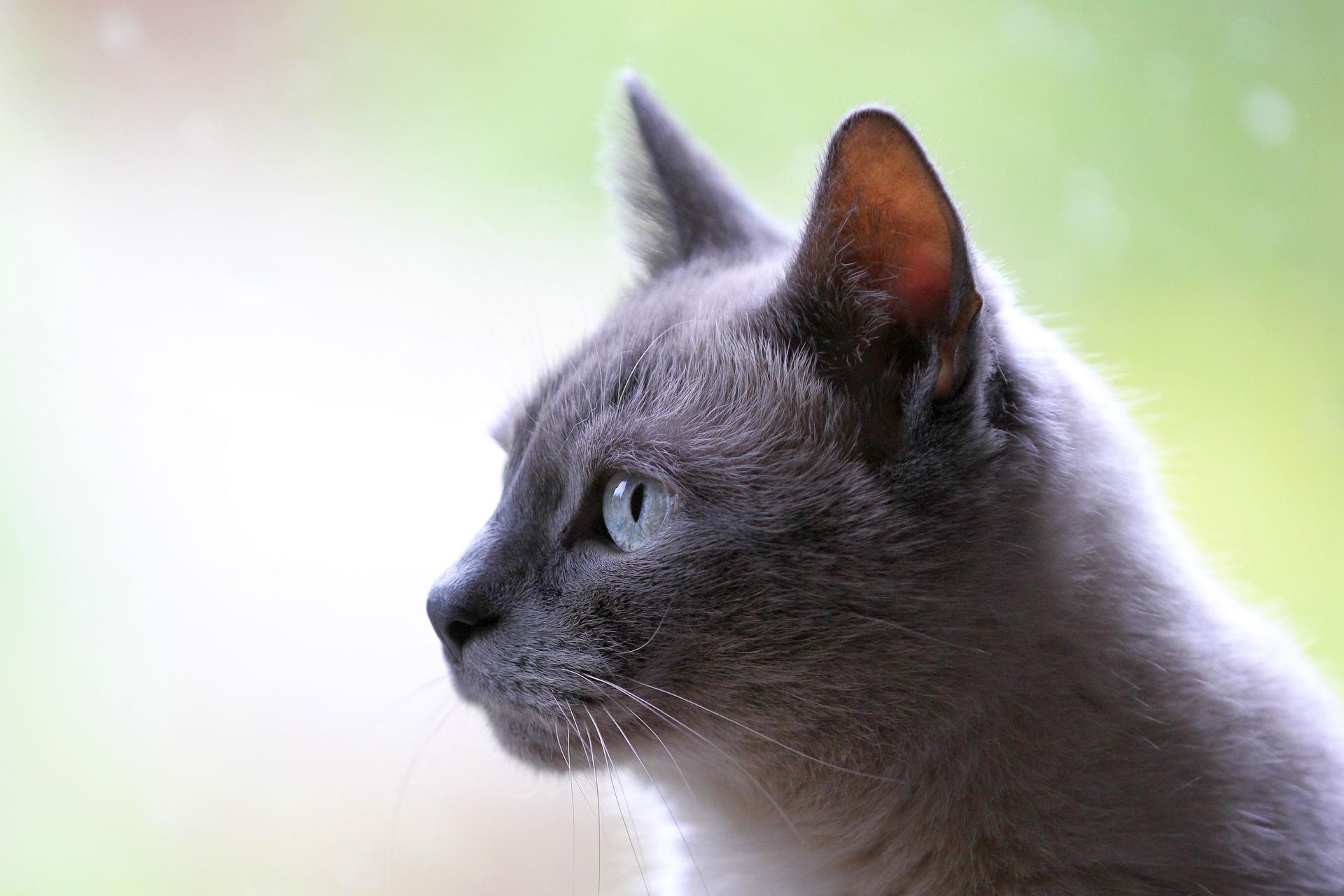 Kattens Trivsel