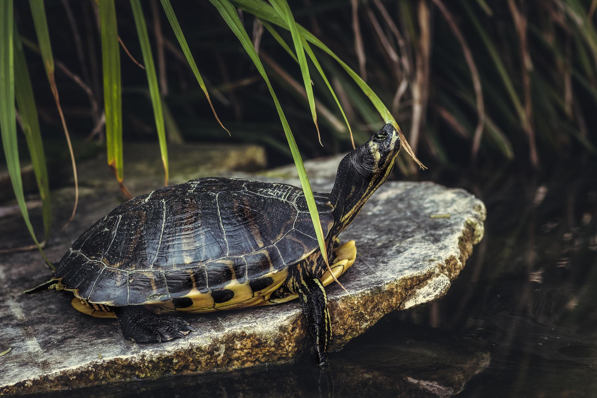 sygdomme-hos-skildpadder