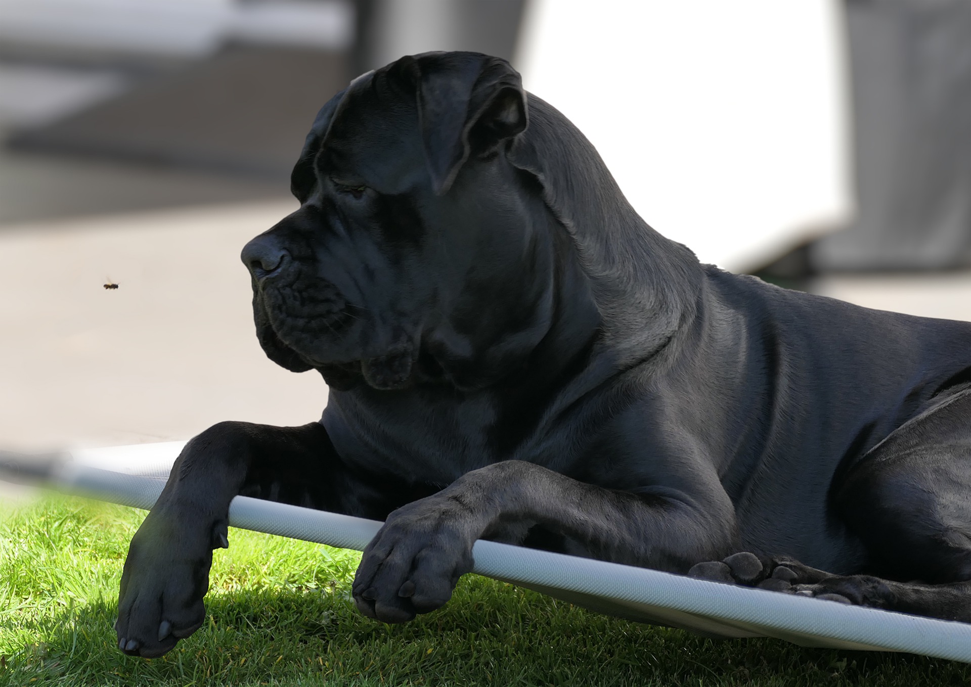 Cane Corso Italiano